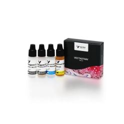 Vector Labs PK-6103 VECTASTAIN® Elite ABC-HRP Kit, Peroxidase (Human IgG), 1 Kit (1/EA)