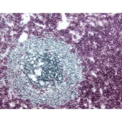 Vector Labs PK-6200 VECTASTAIN® Elite ABC-HRP Kit (Peroxidase, Universal) (Horse Anti-Mouse/Rabbit IgG), 1 Kit (1/EA)
