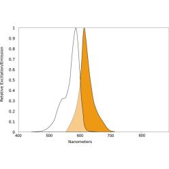 Vector Labs QBD-11918LF-1 AQuora® TX595-NHS Ester - 1 mg (1/EA)