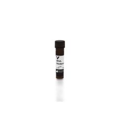 Vector Labs RL-1022-5 Wheat Germ Agglutinin (WGA), Rhodamine, 5 mg (1/EA)