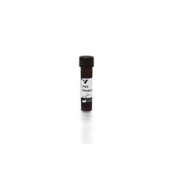 Vector Labs RL-1072-5 Peanut Agglutinin (PNA), Rhodamine, 5 mg (1/EA)