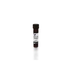 Vector Labs RL-1082-1 Ricinus Communis Agglutinin I (RCA I, RCA120), Rhodamine, 1 mg (1/EA)