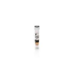 Vector Labs SA-5004-1 Streptavidin, Peroxidase (Concentrate, for IHC), 1 mg (1/EA)