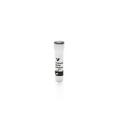 Vector Labs SA-5100-1 Streptavidin, Alkaline Phosphatase, 1 ml (1/EA)