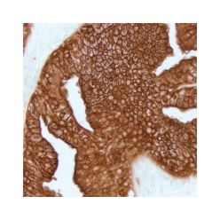 Vector Labs SK-4103-100 ImmPACT® DAB EqV Substrate, Peroxidase (HRP), 100 ml (1/EA)