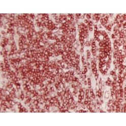 Vector Labs SK-4285 ImmPACT® AMEC Red Substrate, Peroxidase (HRP), 120 ml (1/EA)