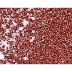 Vector Labs SK-4800 Vector® NovaRED® Substrate Kit, Peroxidase (HRP), 1 Kit (1/EA)