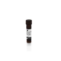 Vector Labs TI-1000-1.5 Goat Anti-Rabbit IgG Antibody (H+L), Texas Red™, 1.5 mg (1/EA)