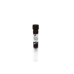 Vector Labs TL-1176-1 Lycopersicon Esculentum (Tomato) Lectin (LEL, TL), Texas Red™, 1 mg (1/EA)