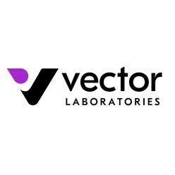 Vector Labs Ab00620-2.3-VPT Anti-CD62L [MEL-14], Mouse IgG2a, Fc Silent™, kappa (10 mg)