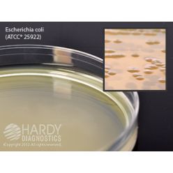 Hardy Diagnostic W163 Liquid Culture Media, BHI Agar Plate,  60 mL, 90 Day Shelf Life (Pack of 5)