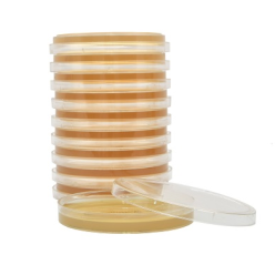 Tryptic Soy Agar (TSA), SterEM, irradiated, USP, triple bagged, 15x100mm plate, 26ml fill, order by the package of 10