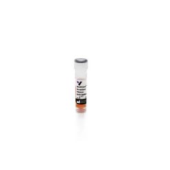 Vector Labs WB-1000-.8 WestVision Peroxidase Polymer, Anti-Rabbit IgG (Western Blot Detection), 0.8 ml (1/EA)